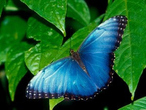 Blue-Butterfly-Wallpapers[1]