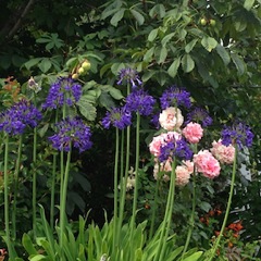 roses & dark blue agapantha