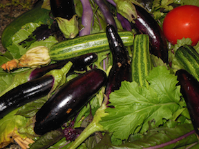 eggplant, zucchini, lettuce from garden - 1