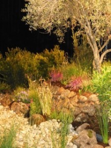 pond and dry garden