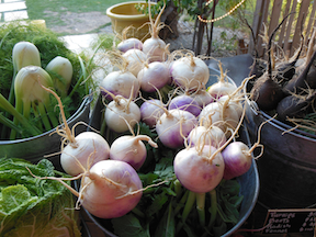 turnips, fennel, beets