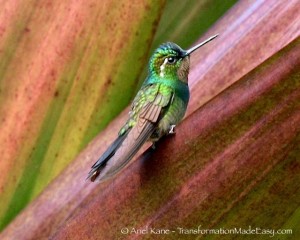 hummingbird2014