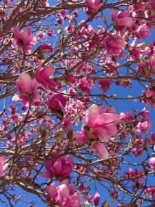 pink tulip magnolia - LW