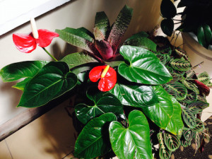 red anthurium, prayer plant