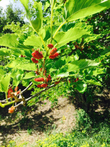 mulberries ripening