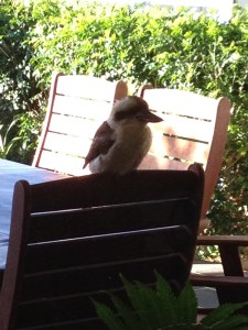 Australian kookaburra bird