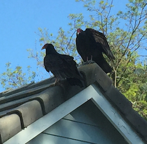 buzzards on rooftop - birds-vultures