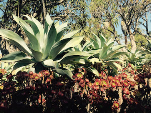 agave-succulents