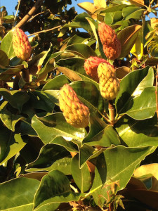 Magnolia cones-green