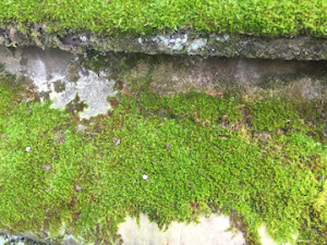 moss on wall