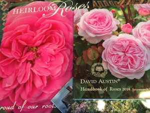 rose catalogues