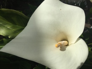 cala lily close up