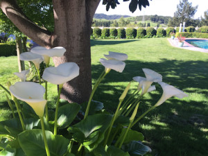 lilies-pearl's premium grass