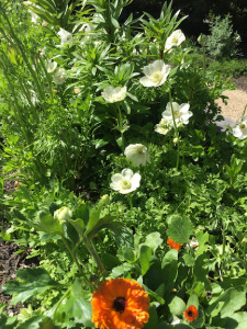 poppies-lilies, calendula