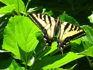 Swallowtail butterfly on hydrangea