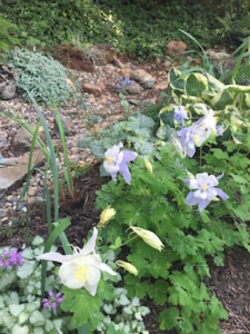 columbine in riverbed