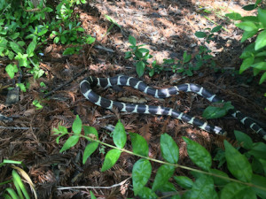 king snake in garden2
