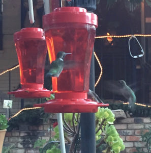humingbirds on feeder