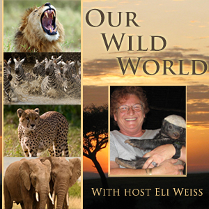 The Stock Market: Illegal Wildlife Trade Economics with Alejandro Nadal By Eli Weiss