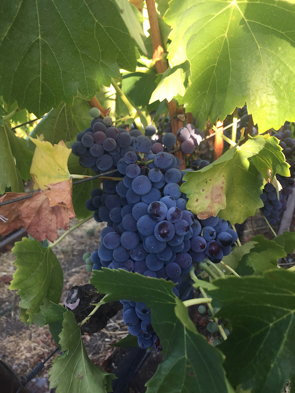 Grapes-Grenache-Captain vineyards.jpg