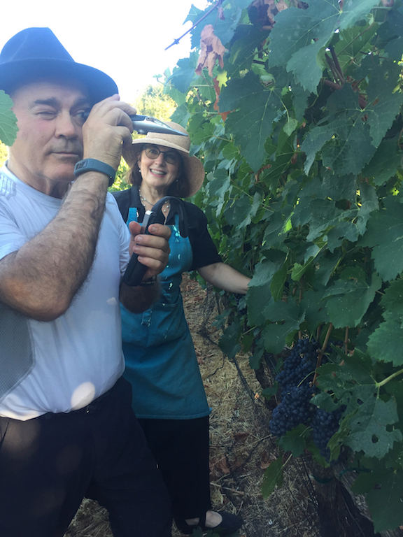 Grapes-Refractomeeter-petite sirah-Captain vineyards.jpg
