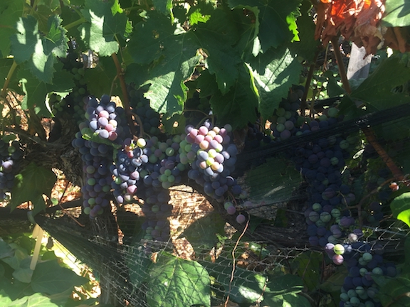 grapes ripening in Sept..jpg