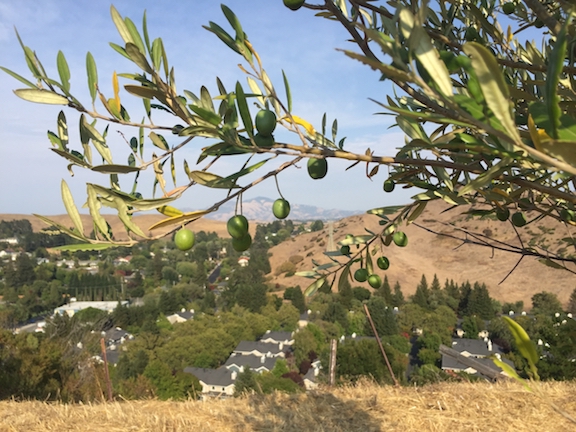 green olives with Mt. Diablo in background.jpg