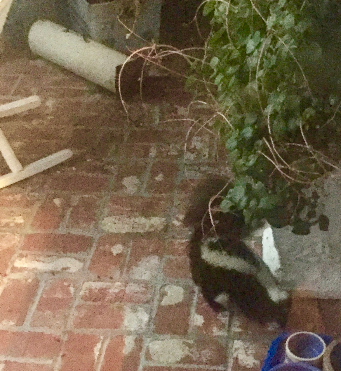 skunk on patio.jpg
