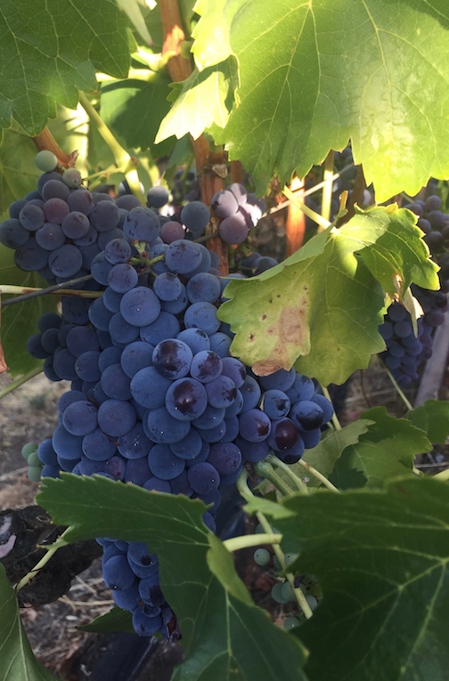 Grenache-Grapes-Captain vineyards.jpg