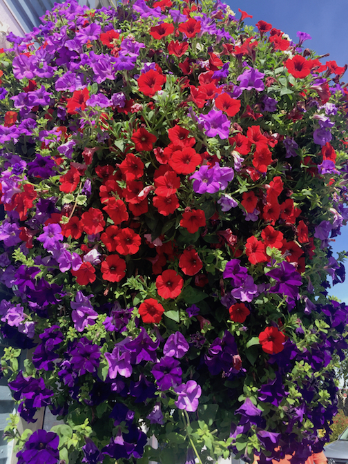 hanging basket-purple-red peetunias.jpg