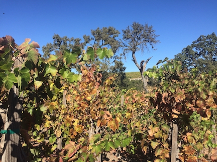 grapevines in fall.jpg