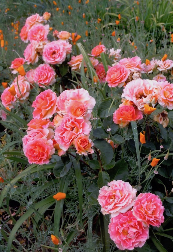 BrassBand-Oprah's rose.jpg