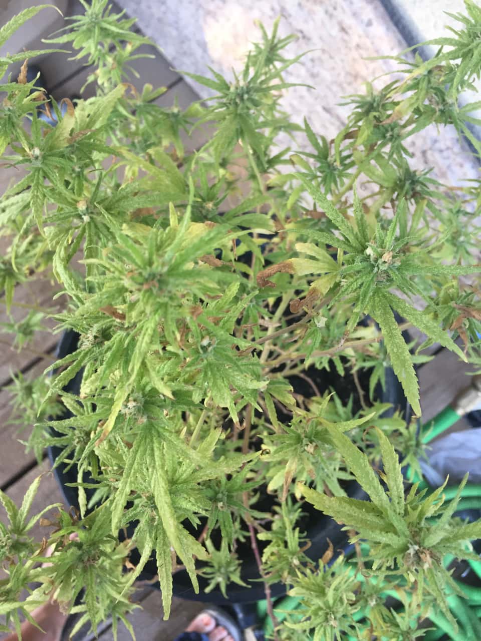 marijuana plant.jpg