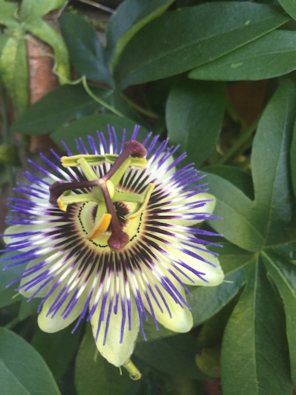 passionflower vertical.jpg