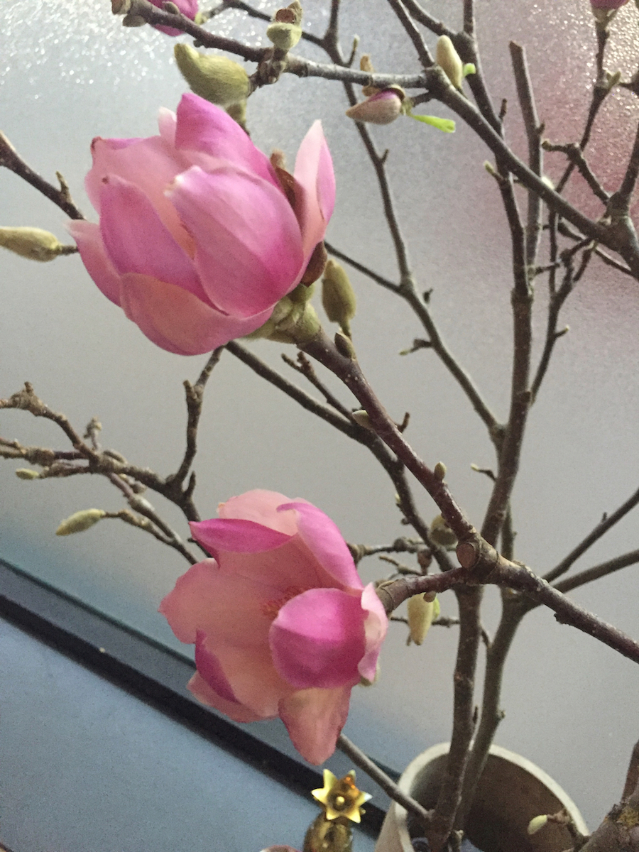Magnolia branch in vase.jpg
