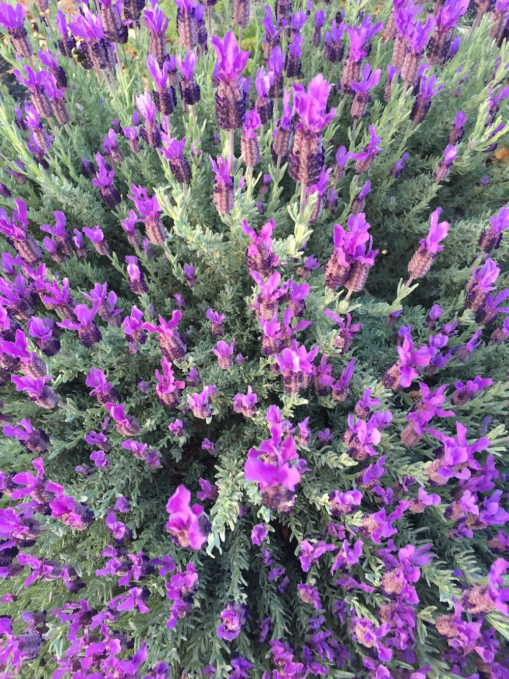 lavender with bee.jpg