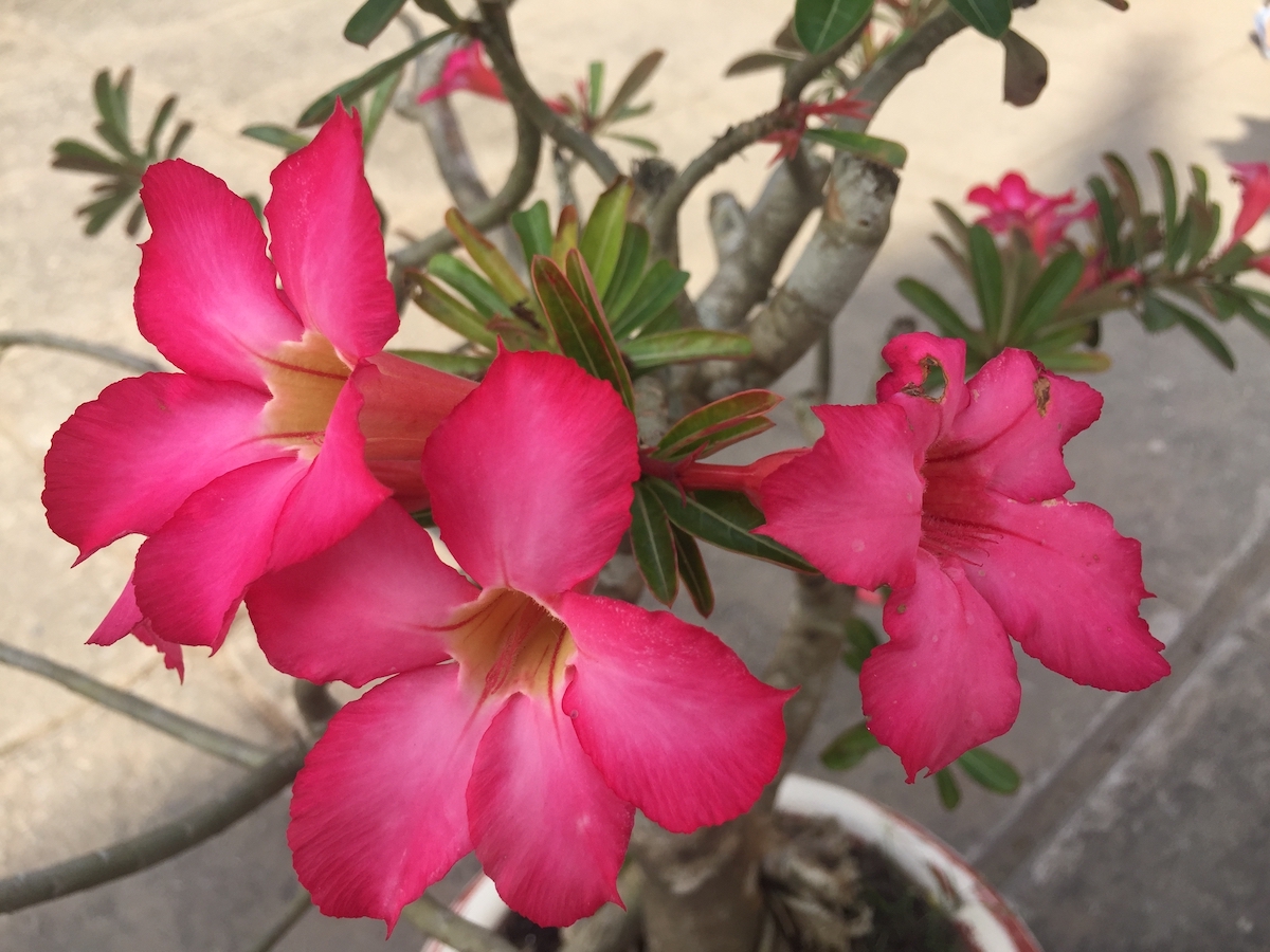 adenium-desert rose.jpg