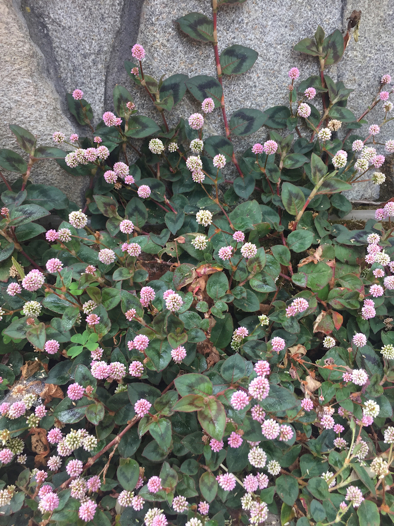 lamium, pink pom pom.jpg