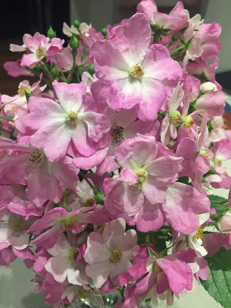 vase of pixie roses.jpg