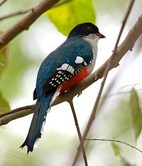 tocoror or tocoloro national bird, cuba.jpg