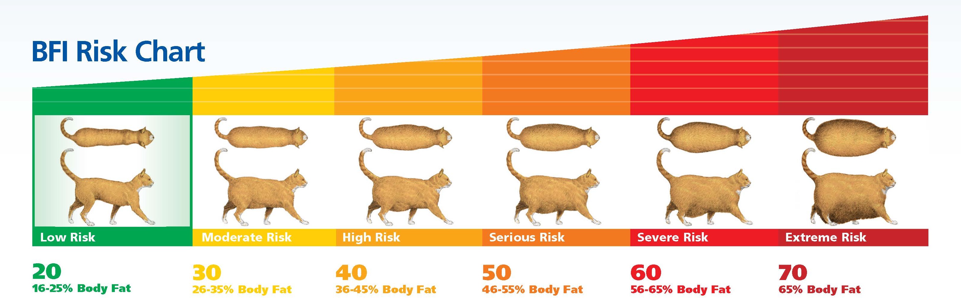 Pet Obesity is Up for 8th Straight Year