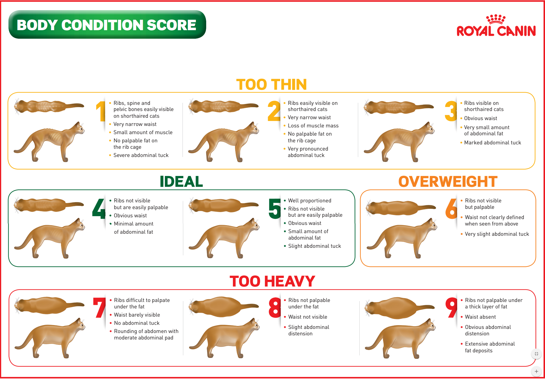 body-condition-chart-cat-HD.png