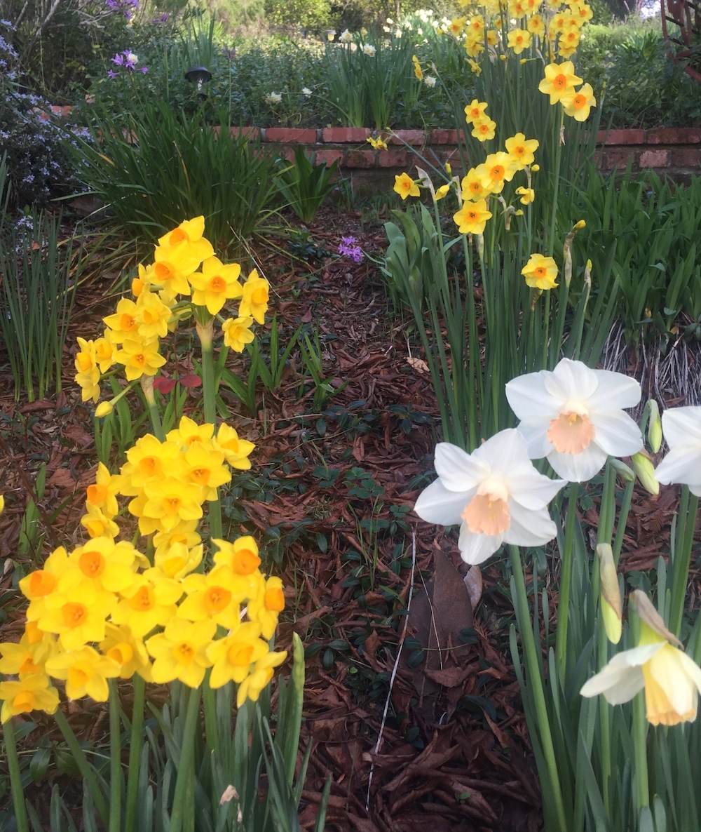 daffodils, narcissci.jpg