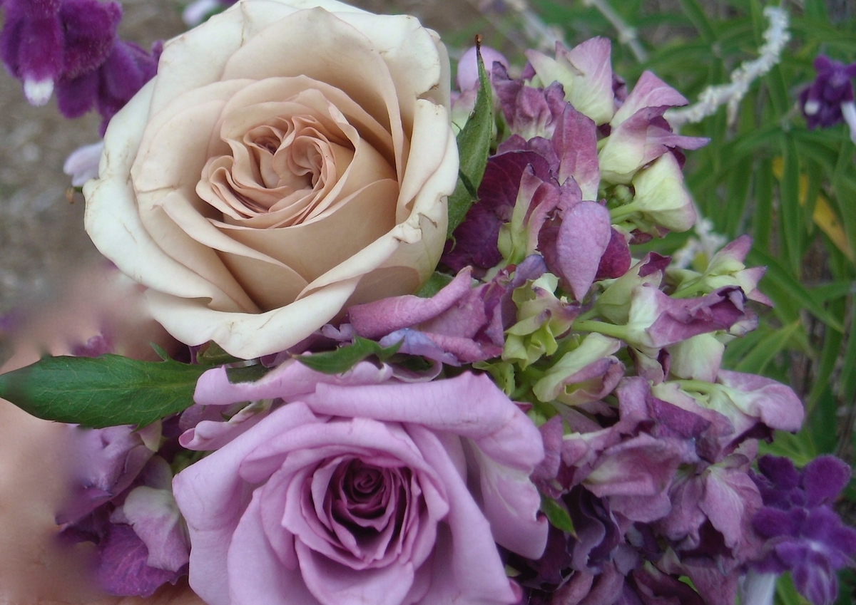 purple-sand roses.jpg