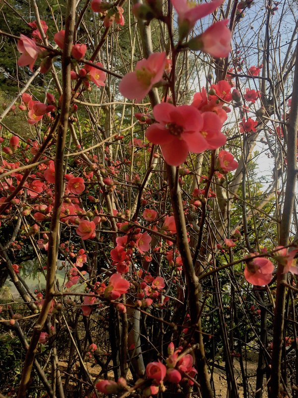 red flowering quince (1).jpg