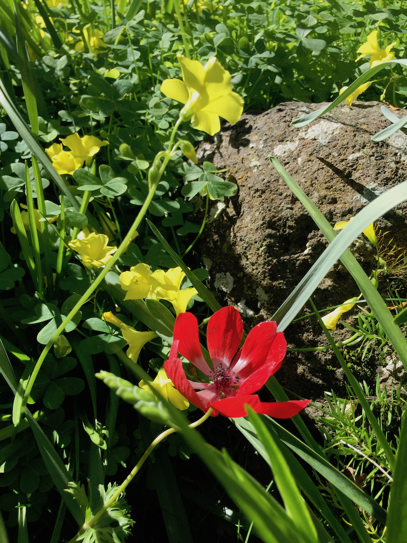 red ranunucula-yellow oxalis.jpg