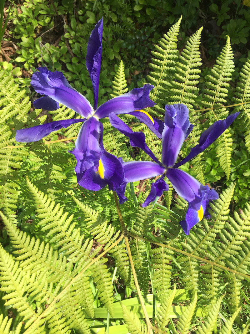 dutch iris-ferns.jpg