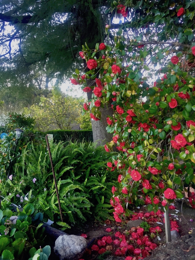 ferns=camellias.jpg