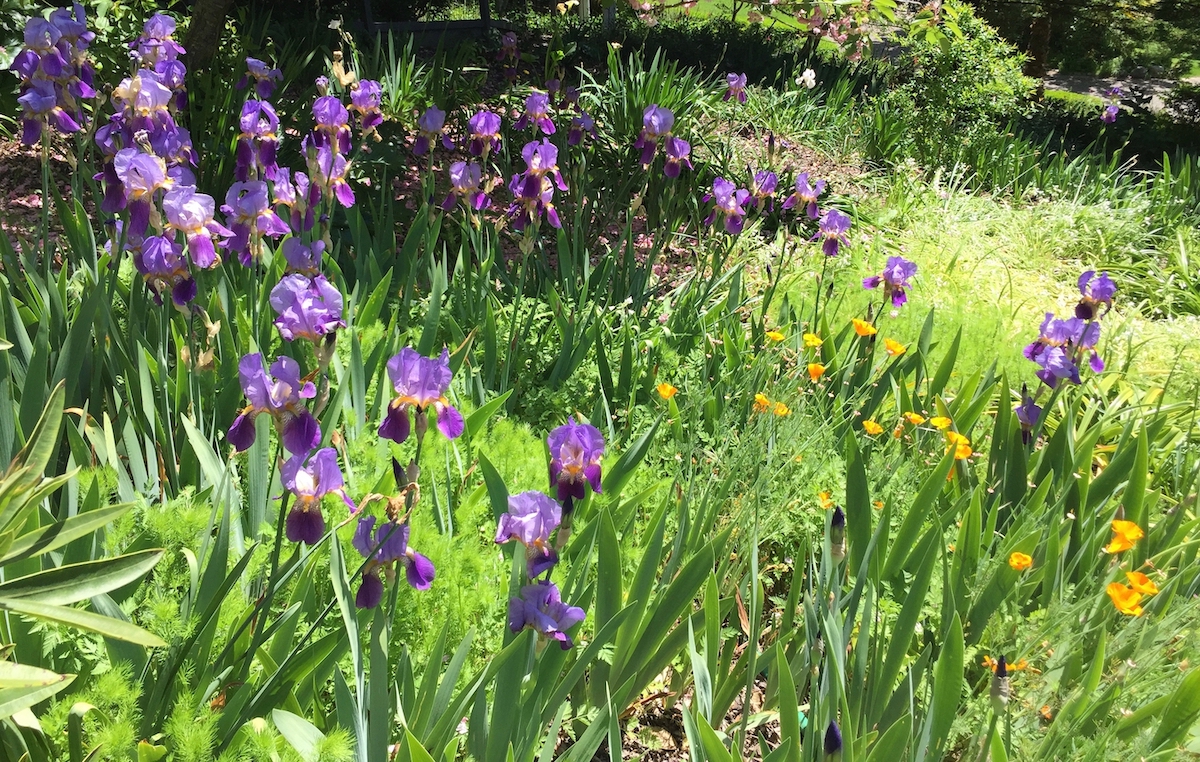 bearded iris and california poppies.jpg