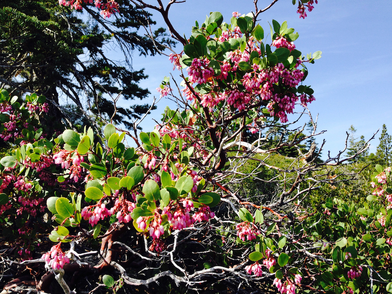 manzanita in bloom - 1 (1).jpg